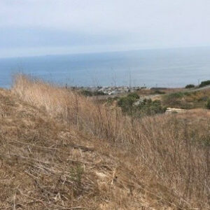 professional-brush-clearing-services