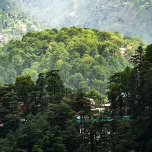 shimla-9 shimla-9