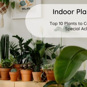 minimal-simple-indoor-plants-business-promotional-instagram-post
