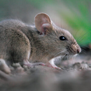 rat-removal-service rat-removal-service