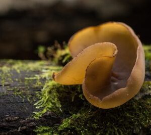 mushroom-coffee-gummies-mr-mushroom-68-400×267 mushroom-coffee-gummies-mr-mushroom-68-400x267