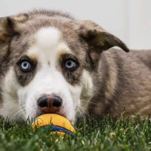 what-is-an-australian-shepherd-husky-mix